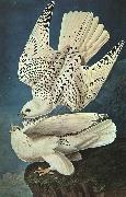 John James Audubon White Gerfalcons Sweden oil painting reproduction